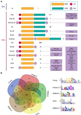 Genome-Wide Analysis of NLR Disease Resistance Genes in an Updated Reference Genome of Barley